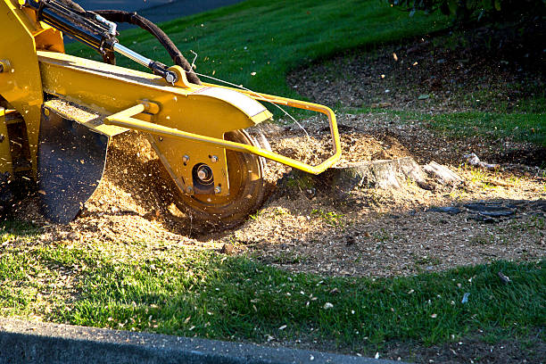 Dead Tree Removal in Union Hall, VA